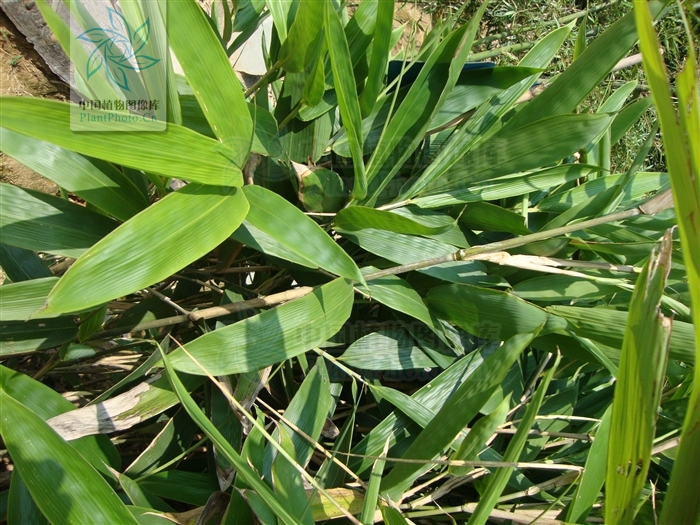 黄山库-广东箬竹