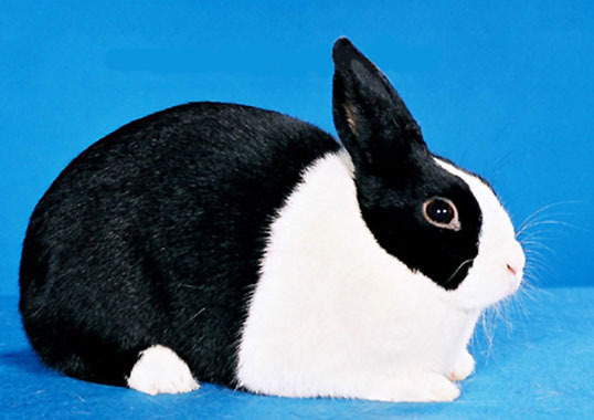 灰色,黄色(arba对黄色荷兰兔并不认可),海龟绿和铜铁色等颜色搭配大概