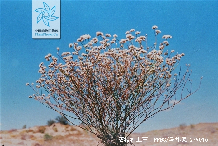 簇枝补血草