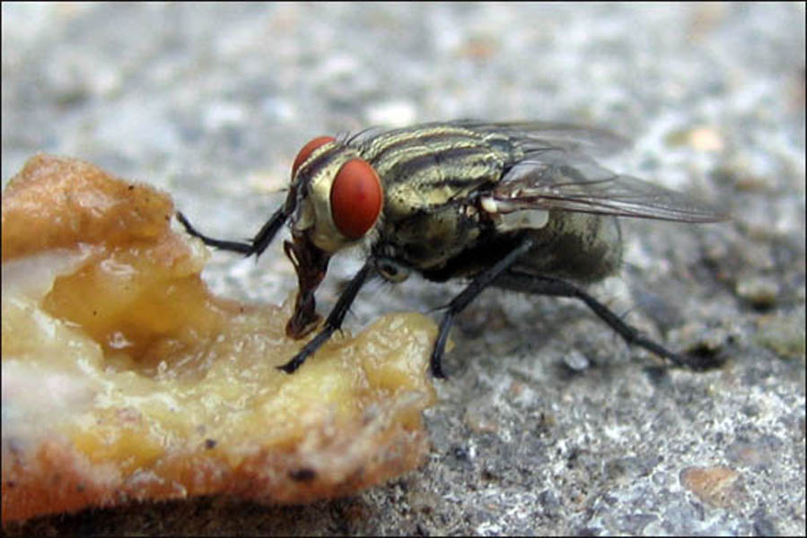  p>又称灰腹厕蝇, 属家蝇科厕蝇亚科厕蝇底( fallrlia ) 体型较小