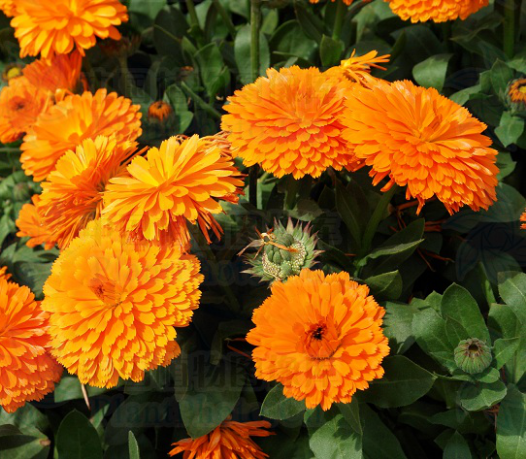 金盏菊花语(测试自己的本命花)