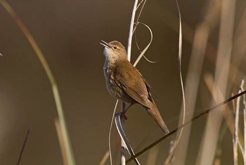  p>鸲蝗莺(学名: i>locustella luscinioides /i>):体长14厘米,翼展21