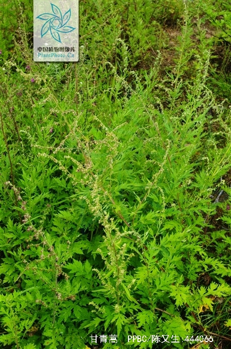  p>甘青蒿( a href="#" data-lemmaid="8074290">学名 /a>:artemisia