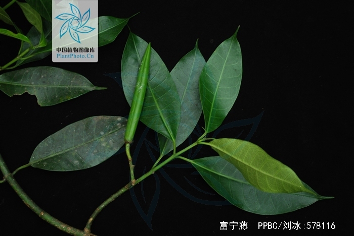  p data-id="gnwut0a9ll">富宁藤( i>parepig