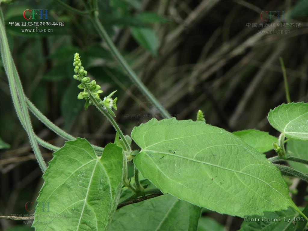  p>粗毛藤属(学名:cnesmone bl.