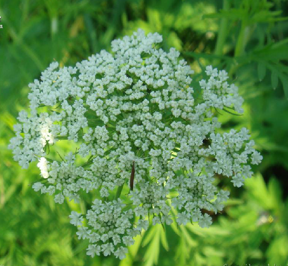  p>防风( i>saposhnikovia divaricata /i> (trucz.) schischk.