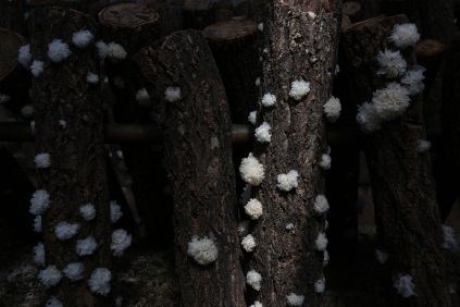  p>椴木银耳其实是"段木银耳"的误称.