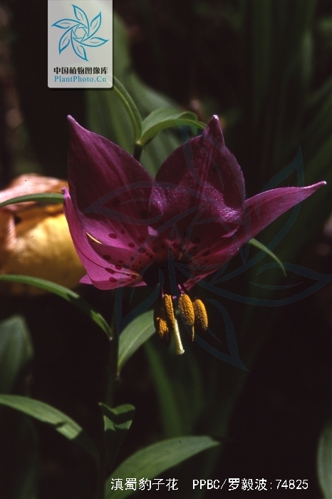 nomocharis forrestii balf. f.