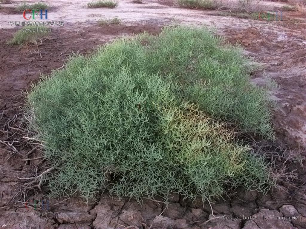 kalidium caspicum (l.) ung.-sternb.