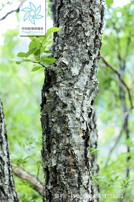 betula chinensis maxim.