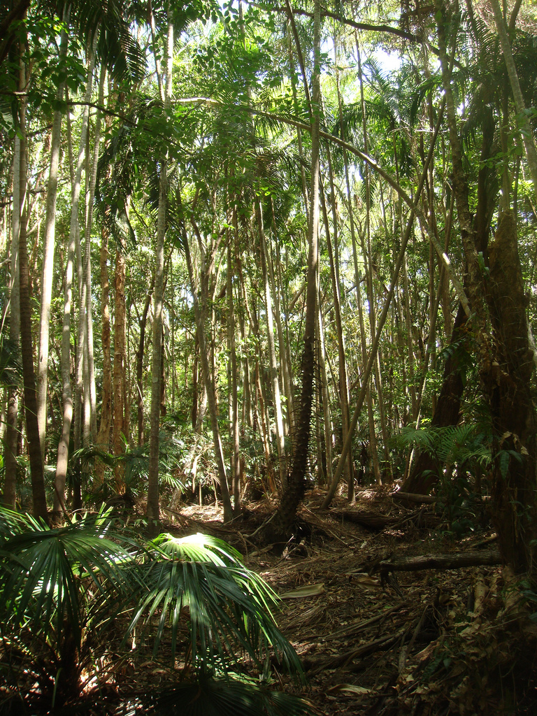  p>热带季雨林(tropical monsoon forest):是分布于热带,有周期性干