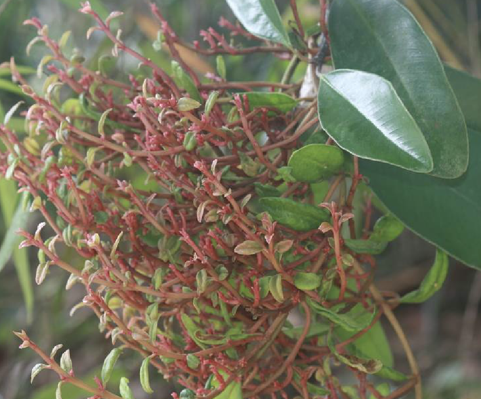  p>饭甑青冈(学名: i>quercus /i>  i>macrocalyx /i> hickel &amp