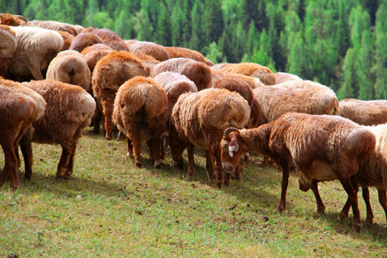 哈萨克大尾羊