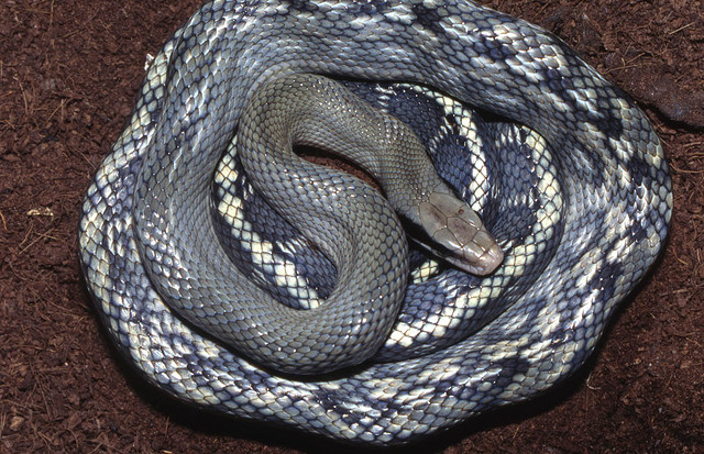  p>黑眉锦蛇(拉丁名:elaphe taeniura)是大型无毒蛇,全长可达2米左右.