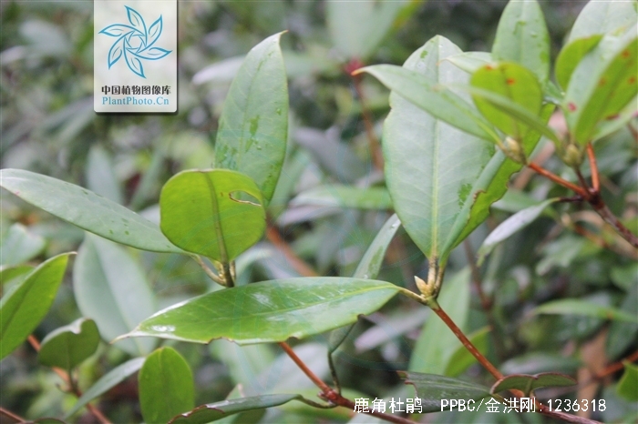  p>鹿角杜鹃(学名: i>rhododendron latoucheae /i> franch.