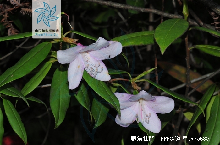  p>鹿角杜鹃(学名: i>rhododendron latoucheae /i> franch.