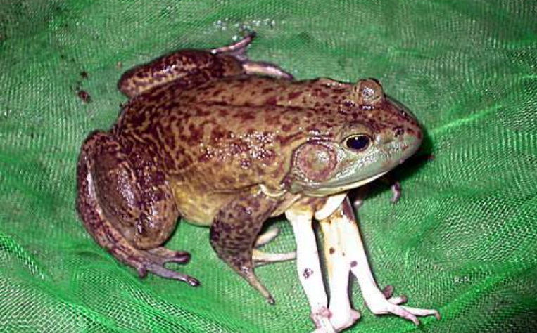 畸形蛙