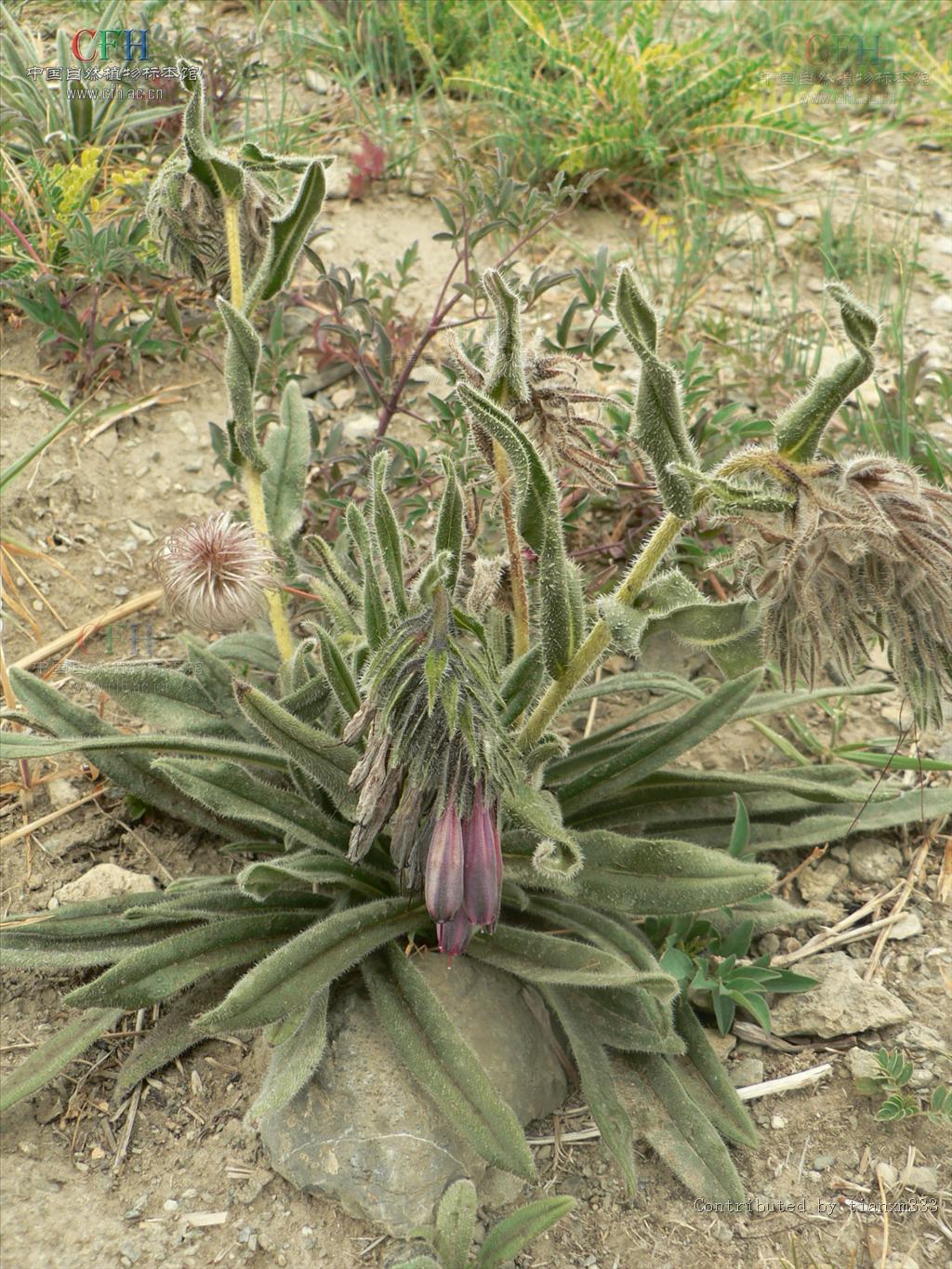  p>滇紫草(学名:onosma paniculatum bur. et fr.