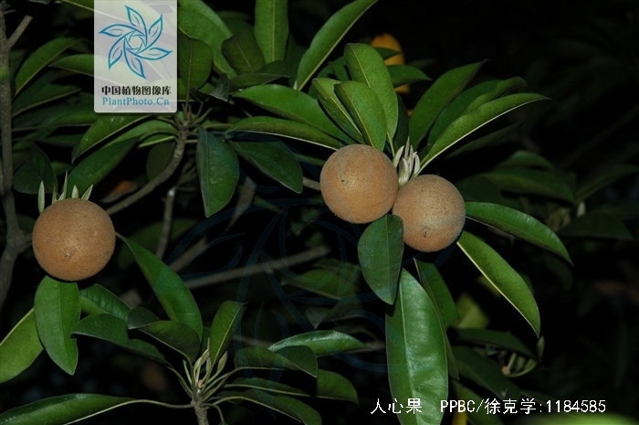  p>人心果(学名: i>manilkara zapota   /i>(linn.