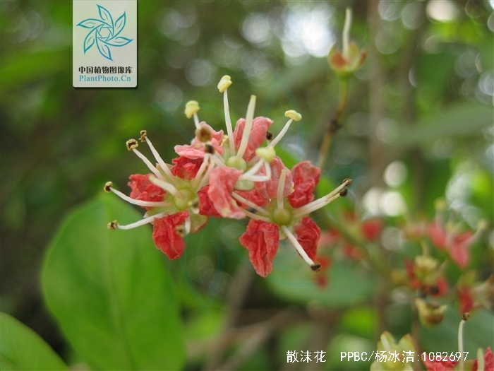  p>散沫花(学名: i>lawsonia inermis /i> l.