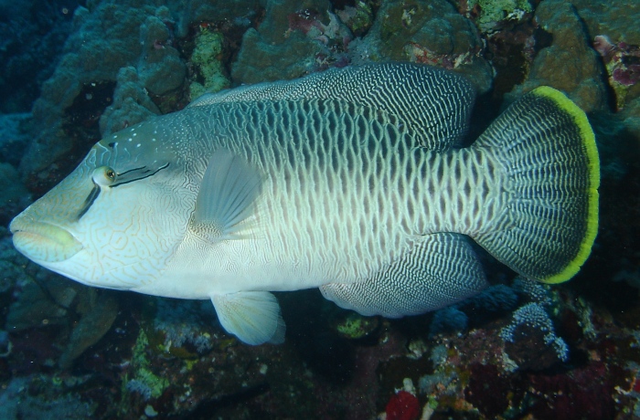  p>波纹唇鱼(学名: i>cheilinus undulatus /i>):体延长而呈长卵圆形