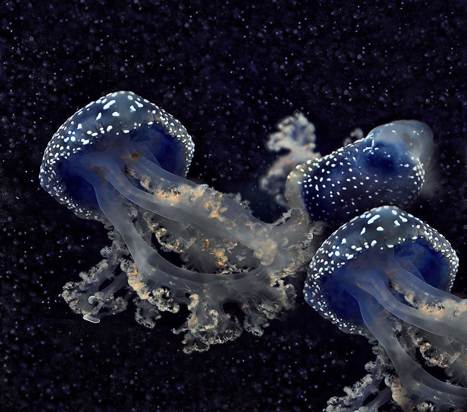 id="3031572">浮游生物 /a>,包括刺丝胞动物,钵水母纲,十字水母纲