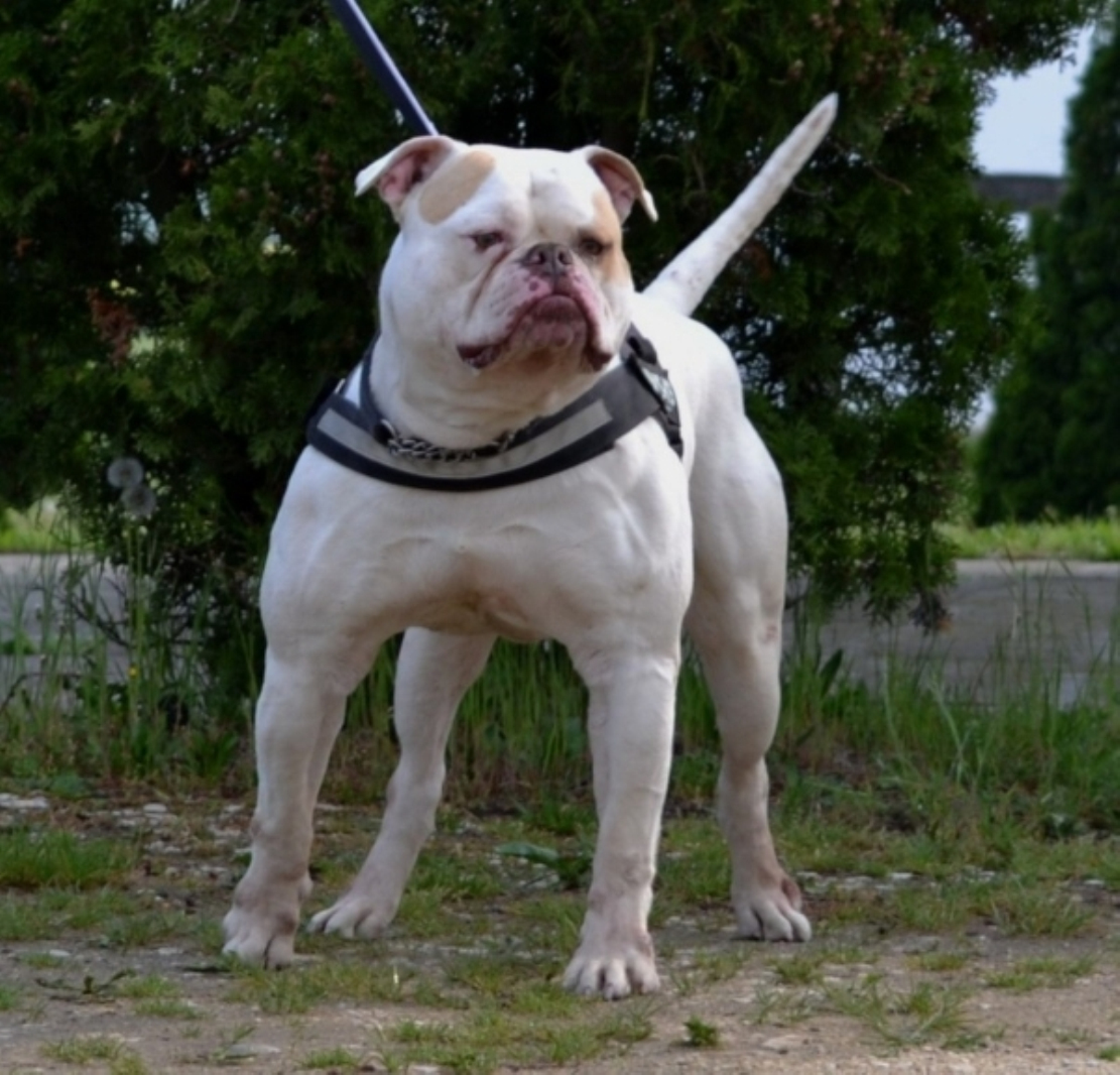 斗牛犬bulldog