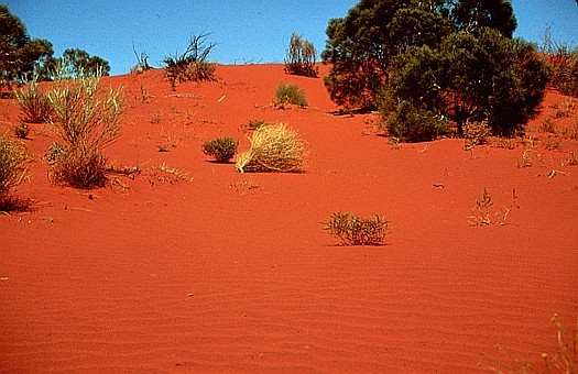 p>吉布生沙漠(gibson desert)位于大沙沙漠(great sandy desert)和