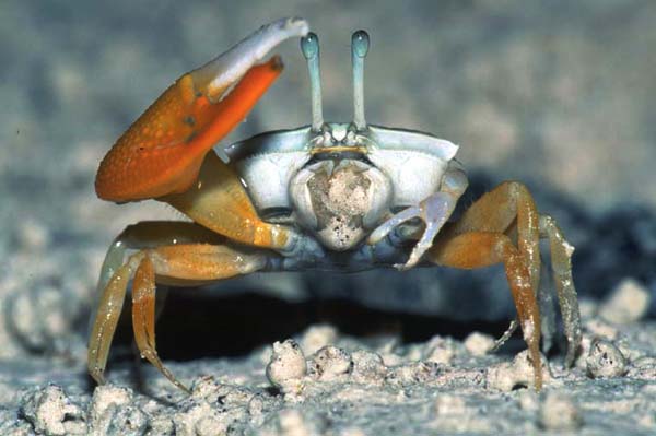  p>疾行毛刺蟹是一种毛刺蟹亚科类生物. /p>