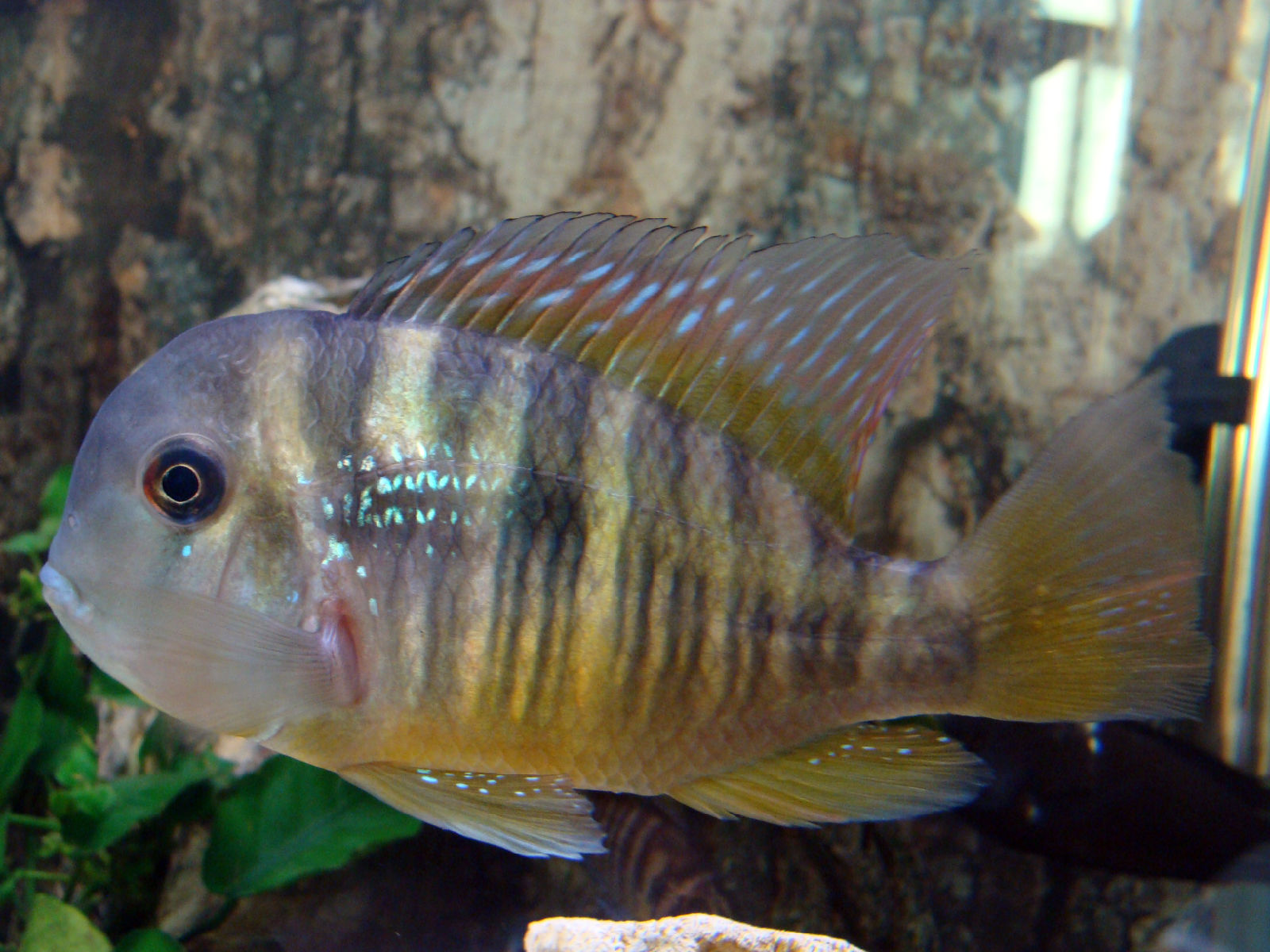  p>和尚鱼(geophagus balzanii):杂食性,体形圆润,个性温和接近于关刀
