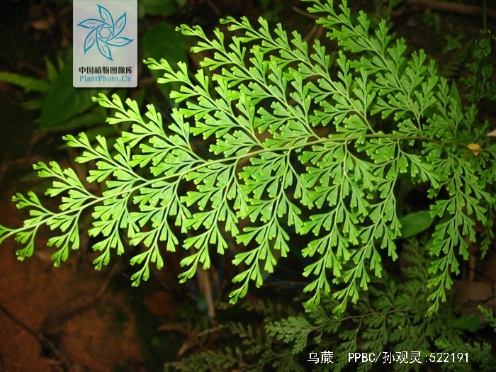  p>乌蕨(学名: i>odontosoria /i>  i>chinensis /i> (l.) j. sm.