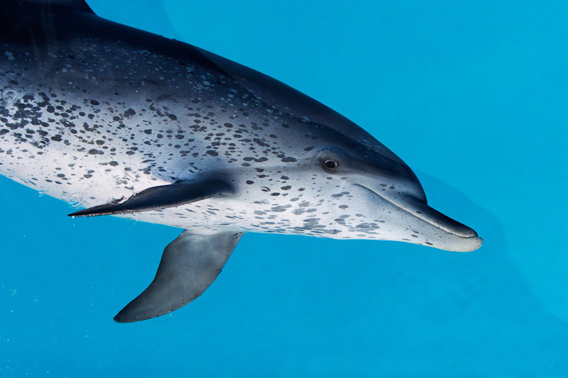  p>花斑原海豚(学名:stenella frontalis),身体呈纺锤形,体形颇似 a