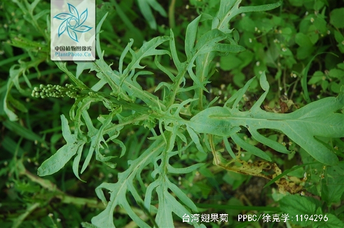  p>台湾翅果菊(学名: i>pterocypsela formosana (maxim.