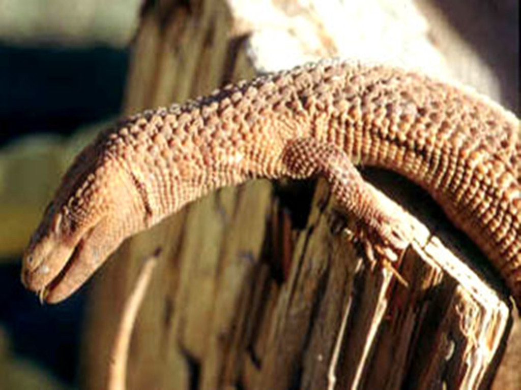  p>白尾双足蜥,双足蜥科双足蜥属物种,形似蚯蚓,通身被以覆瓦状排列的