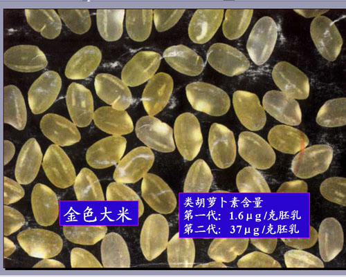 转基因大米