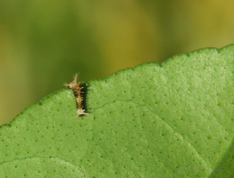  p>玉斑凤蝶 i>papilio helenus /i> (linnaeus, 1758)别名白纹凤蝶