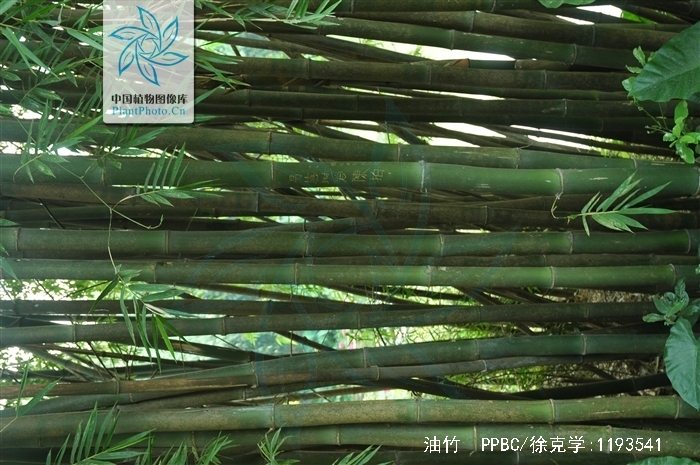 bambusa lapidea