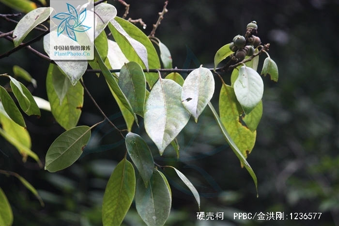 是壳斗科,柯属 a href="#" data-lemmaid="33239">乔木 /a>,高很少