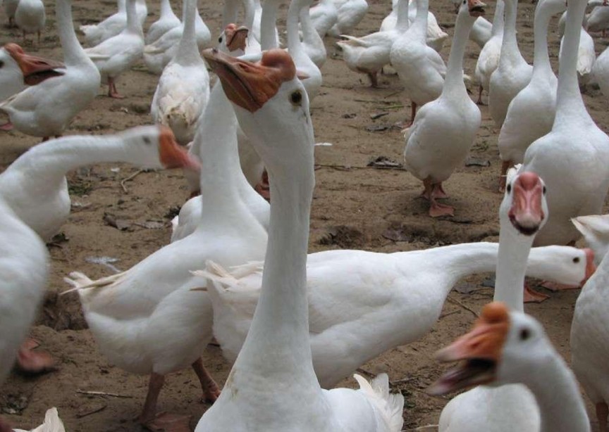  p>豁眼鹅又称五龙鹅,疤拉眼鹅和豁鹅,为白色中国鹅的小型品 a target