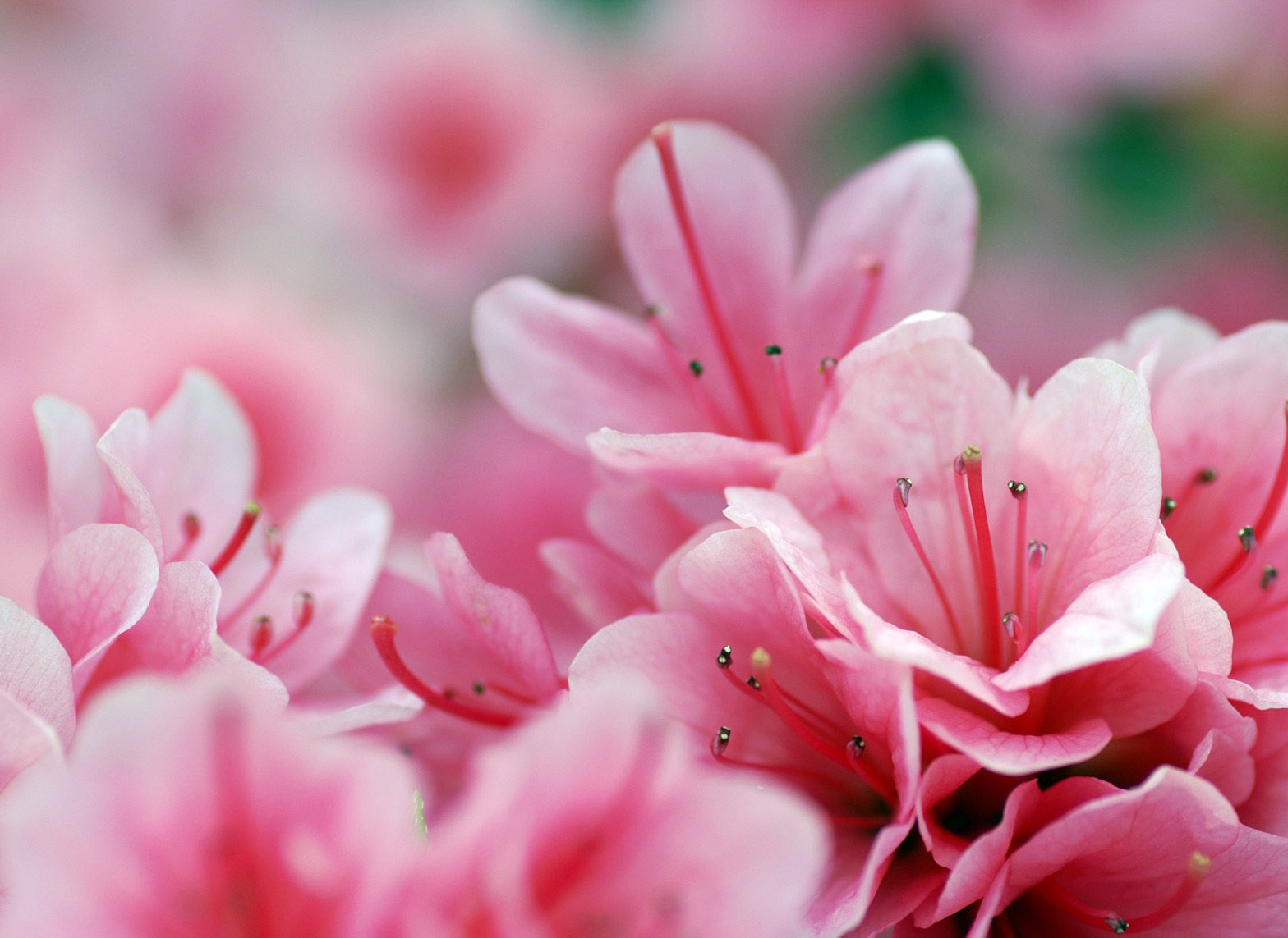  p>糙毛杜鹃(学名: i>rhododendron trichocladum  /i>franch.