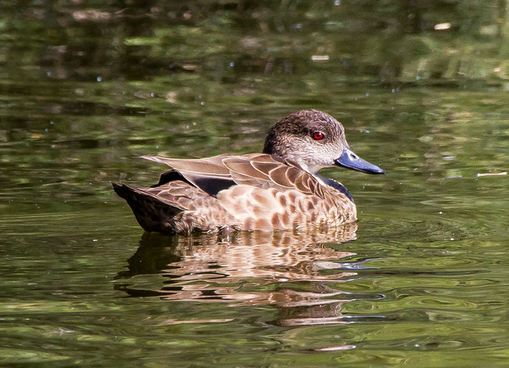  p>灰鸭(学名: i>anas gracilis /i>):中型 a