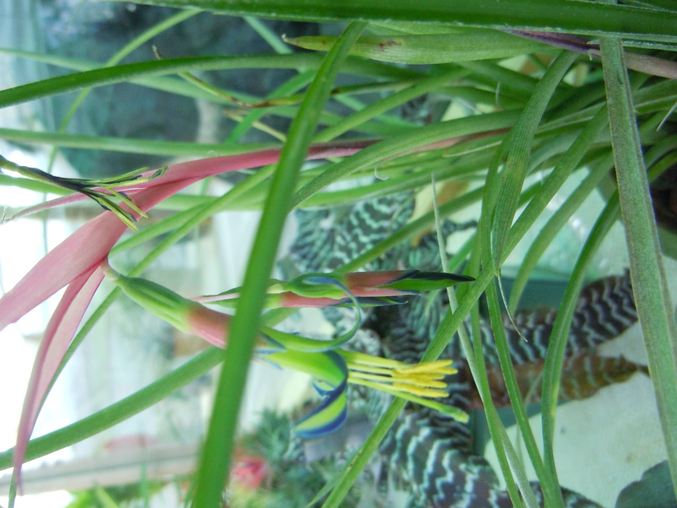 billbergia pyramidalis