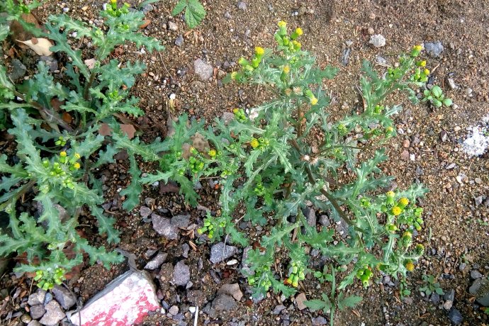  p data-id="gnbqjr982l">欧洲千里光( i>senecio vulgaris /i> l.