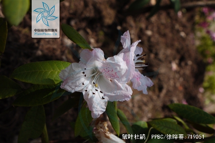  p>皱叶杜鹃(学名: i>rhododendron denudatum /i> levl.