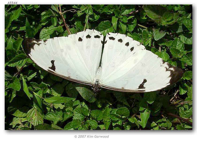  p>大白闪蝶(学名:morpho luna),鳞翅目 a href="#">蛱蝶科 /a>闪蝶属