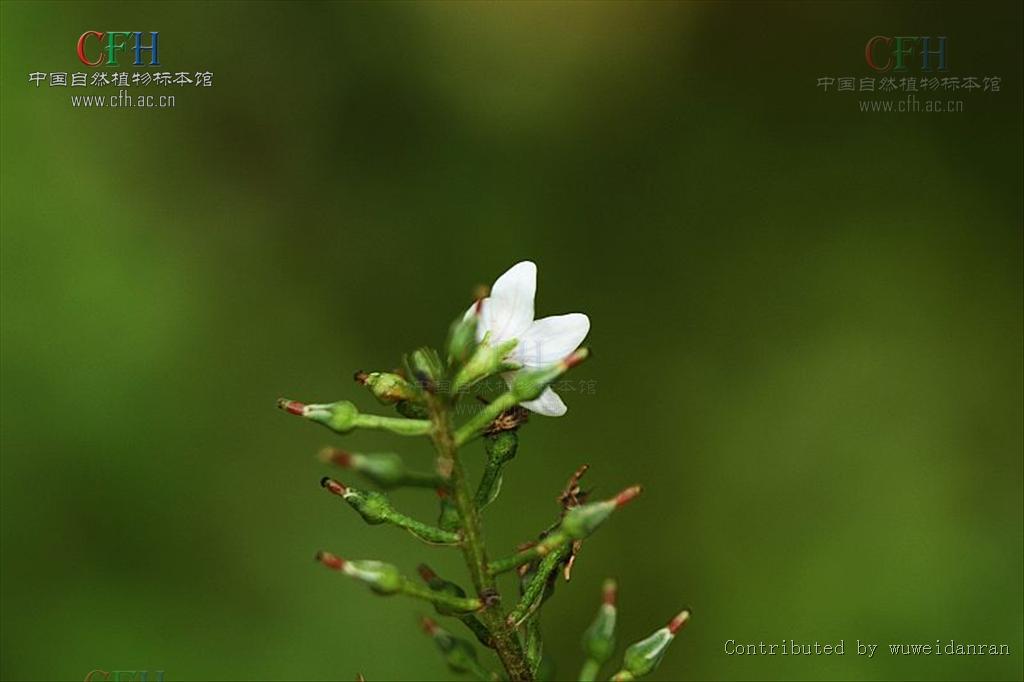  p> b>大叶珍珠菜 /b>(学名: i>lysimachia stigmatosa /i>)为 a