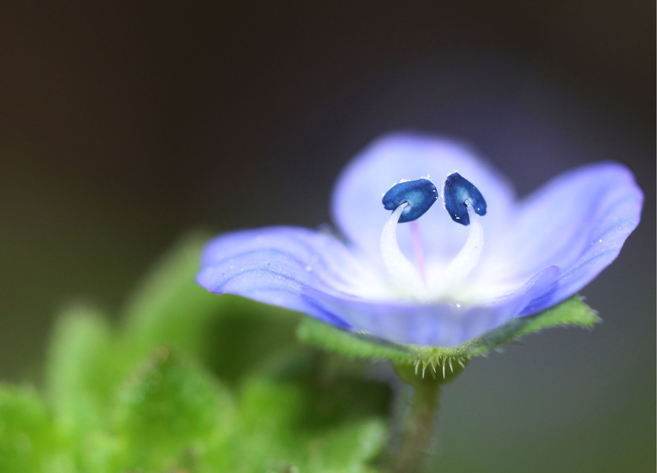 veronica persica poir.