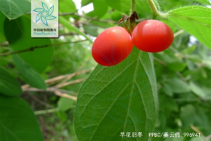  p>早花忍冬(学名: i>lonicera praeflorens  /i>batal.