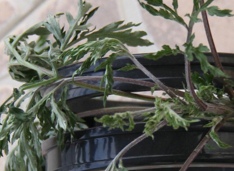 artemisia capillaries