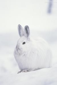 雪兔